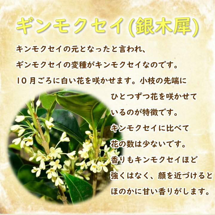 楽天市場 ギンモクセイ 苗 苗木 15 0cmポット 樹高約40cm 銀木犀 三大香木 植木 庭木 生垣 シンボルツリー ポプリ モイストポプリ 金木犀 富士園芸楽天市場店