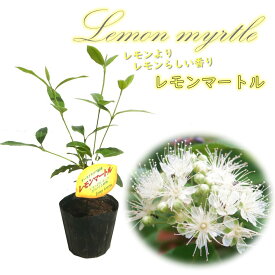 楽天市場 植木 種類 植物 レモンバーム ガーデニング 農業 花 ガーデン Diy の通販