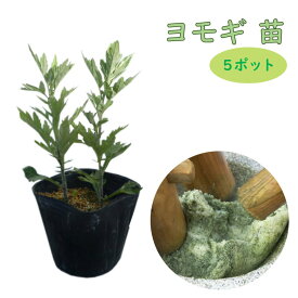 【 新芽が伸び始めてます！】ヨモギ 苗 苗木 9cmポット【5株】 よもぎ　モチグサ　餅草　もぐさ　山菜苗　ハーブ