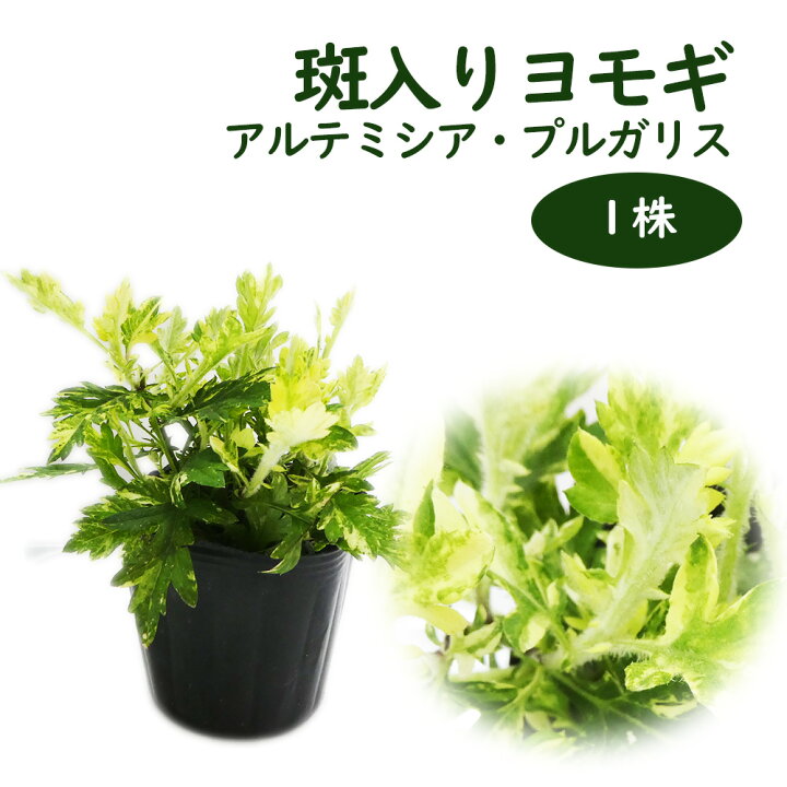 楽天市場】【 5株 】斑入り ヨモギ 苗 苗木 「 アルテミシア 