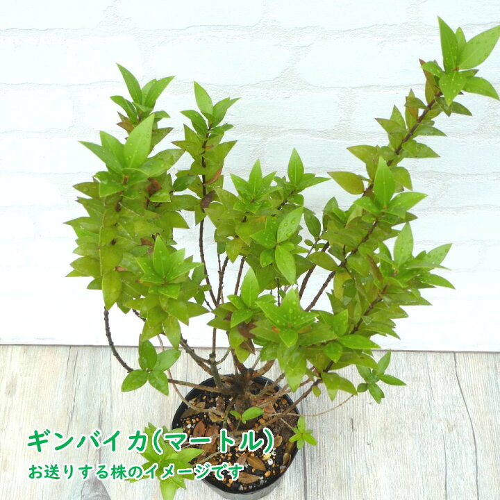 楽天市場】ギンバイカ ( マートル ) 苗 苗木 12cmポット 樹高約30cm 銀梅花 銀香梅 ぎんばいか ぎんこうばい ミルタス ハーブ アロマ 庭木 植木 生垣 : 富士園芸楽天市場店 楽天市場】ギンバイカ ( マートル ) 苗 苗木 12cmポット 樹高約30cm 銀梅花 銀香梅 ぎんばいか ぎんこうばい ミルタス ハーブ アロマ 庭木 植木 生垣 : 富士園芸楽天市場店