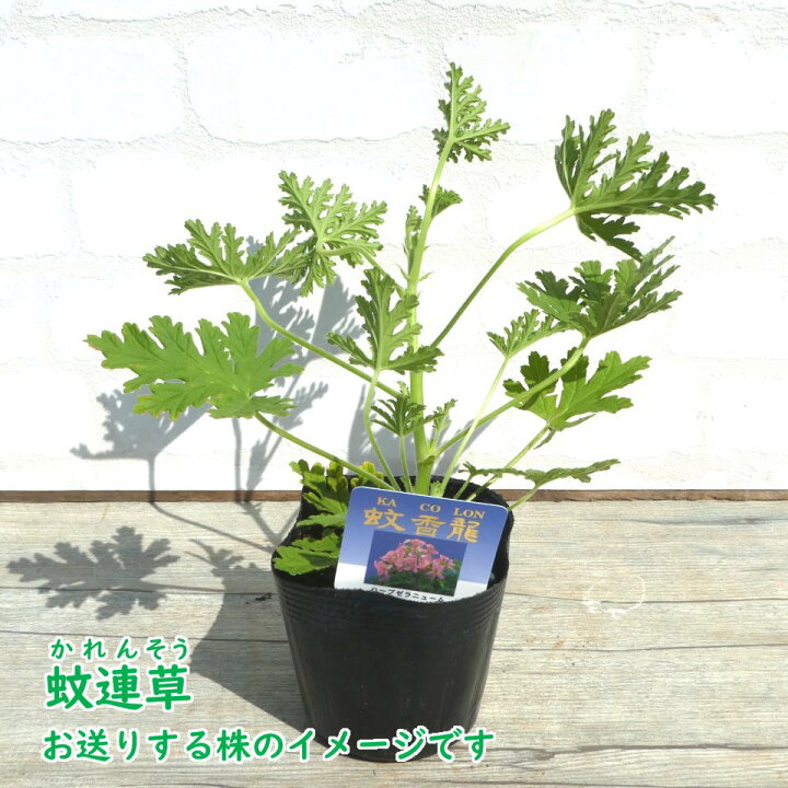 楽天市場 カレンソウ 蚊連草 蚊嫌草 蚊香龍 9cmポット 蚊を寄せ付けなくする香りがします かれんそう かころん 蚊よけ 虫よけ ハーブ モスキートブロック センテッドゼラニウム ローズゼラニウム 富士園芸楽天市場店