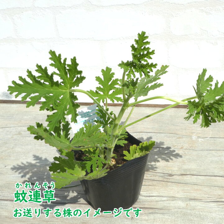 楽天市場 カレンソウ 蚊連草 蚊嫌草 蚊香龍 9cmポット 蚊を寄せ付けなくする香りがします かれんそう かころん 蚊よけ 虫よけ ハーブ モスキートブロック センテッドゼラニウム ローズゼラニウム 富士園芸楽天市場店