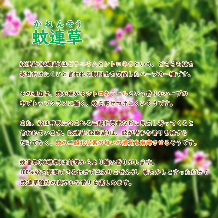 楽天市場 カレンソウ 蚊連草 蚊嫌草 蚊香龍 9cmポット 蚊を寄せ付けなくする香りがします かれんそう かころん 蚊よけ 虫よけ ハーブ モスキートブロック センテッドゼラニウム ローズゼラニウム 富士園芸楽天市場店
