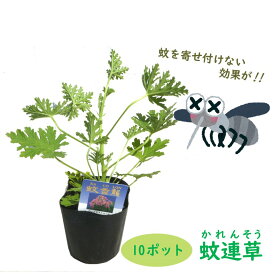 楽天市場 虫除け 植木の通販