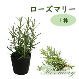 楽天市場 ローズマリー 鉢植え ベランダの通販