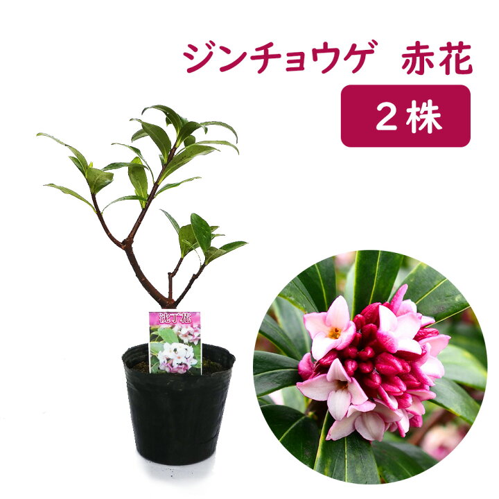楽天市場 ジンチョウゲ 苗 苗木 沈丁花 赤花 ２株 10 5cmポット 樹高約cm 三大香木 生垣 生け垣 庭木 植木 常緑 中低木 シンボルツリー 記念樹 プレゼント ギフト 富士園芸楽天市場店