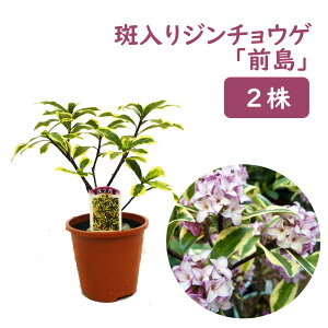 苗 ジンチョウゲの人気商品 通販 価格比較 価格 Com