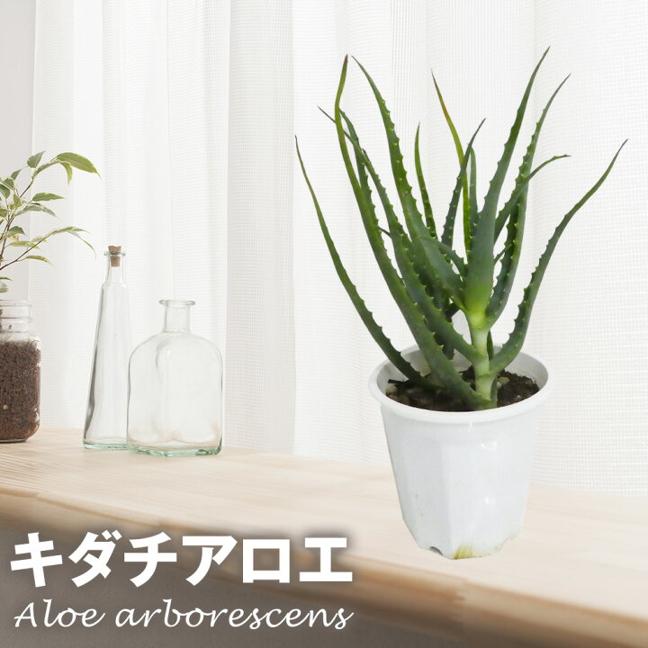 楽天市場 観葉植物 キダチアロエ ５号サイズ プラスチック鉢 アロエ 木立アロエ 多肉 多肉植物 美容 健康 医者いらず 薬用 食用 ハーブ ハーブ苗 富士園芸楽天市場店