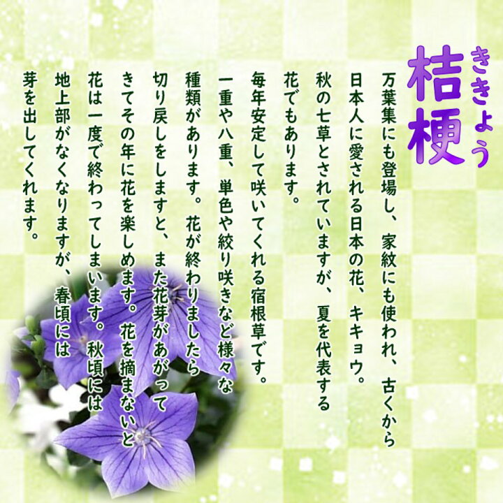 爆売り 草花の苗 おもてなしキキョウ 桔梗 :二重系ピンク4号ポット 高性 草花の苗 おもてなしキキョウ(桔梗):二重系ピンク4号ポット(高性)