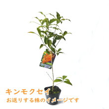 楽天市場 キンモクセイ 苗 苗木 10 5cmポット 樹高約40cm 金木犀 三大香木 植木 庭木 生垣 シンボルツリー ポプリ モイストポプリ 富士園芸楽天市場店