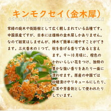 楽天市場 キンモクセイ 苗 苗木 10 5cmポット 樹高約40cm 金木犀 三大香木 植木 庭木 生垣 シンボルツリー ポプリ モイストポプリ 富士園芸楽天市場店