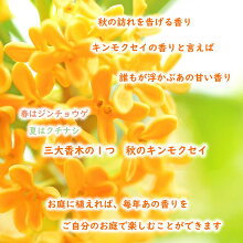 楽天市場 キンモクセイ 苗 苗木 10 5cmポット 樹高約40cm 金木犀 三大香木 植木 庭木 生垣 シンボルツリー ポプリ モイストポプリ 富士園芸楽天市場店