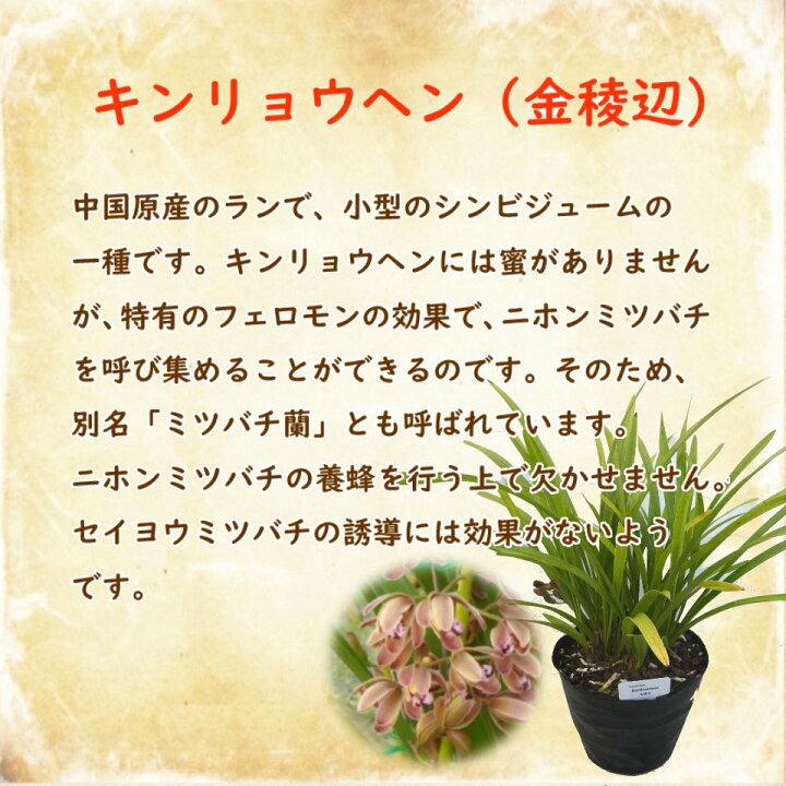 楽天市場 キンリョウヘン 金稜辺 10 5cm号ポット 花芽1個付き株 ニホンミツバチを誘引する ミツバチ蘭 金稜辺 茶色花 養蜂 分蜂 Cymbidium Floribunda 富士園芸楽天市場店