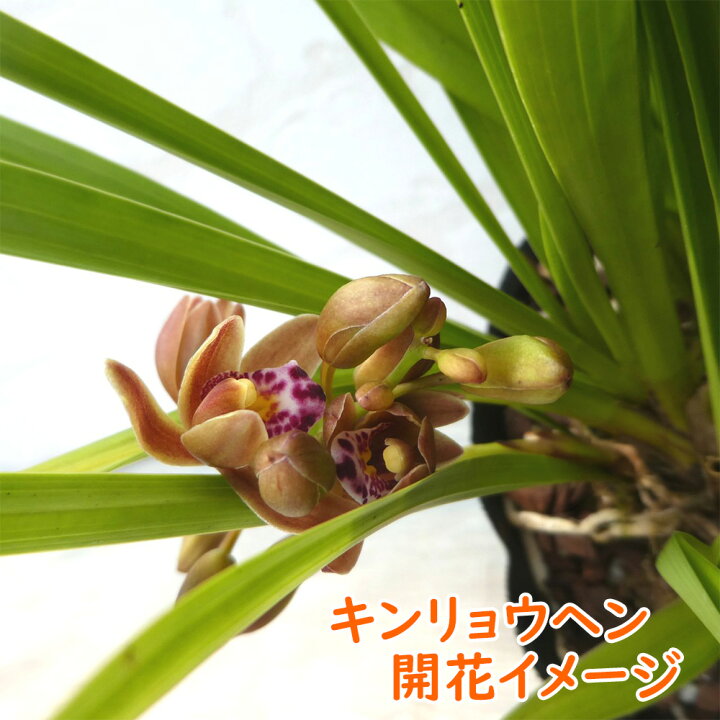 楽天市場】【 花芽5個付き株 】キンリョウヘン（ 金稜辺 ）5号鉢  