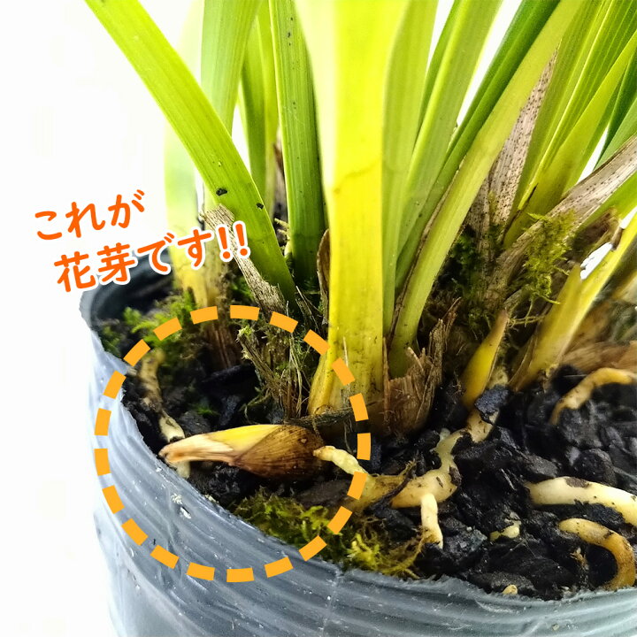 楽天市場 キンリョウヘン 金稜辺 10 5cm号ポット 花芽1個付き株 ニホンミツバチを誘引する ミツバチ蘭 金稜辺 茶色花 養蜂 分蜂 Cymbidium Floribunda 富士園芸楽天市場店 楽天市場 キンリョウヘン 金稜辺 10 5cm号ポット 花芽1個付き株 ニホンミツバチを誘引する ミツバチ蘭 金稜辺 茶色花 養蜂 分蜂 Cymbidium Floribunda 富士園芸楽天市場店