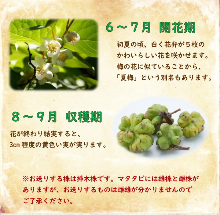 楽天市場 マタタビ 苗木 苗 10 5cmポット 挿木苗 猫ちゃん大好き 雌雄株分かりません またたび 木天蓼 モクテンリョウ 夏梅 ナツウメ 富士園芸楽天市場店