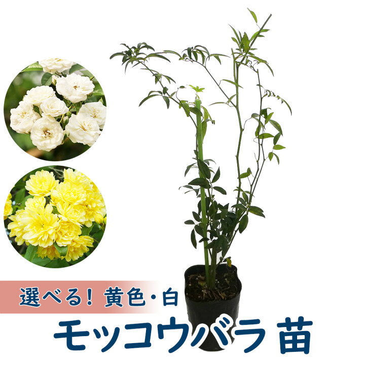 楽天市場 選べる モッコウバラ 苗 苗木 9cmポット 樹高約30cm 黄色 白 お選びいただけます 木香茨 木香薔薇 庭木 生垣 植木 造園 ガーデニング つる オベリスク シンボルツリー 記念樹 プレゼント ギフト 富士園芸楽天市場店