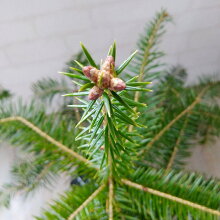 ウラジロモミ根巻株クリスマスツリーSサイズ樹高約50〜60cm個体差あります今年は本物のクリスマスツリーを！※鉢はついていませんもみの木モミノキモミの木クリスマス常緑樹針葉樹裏白シンボルツリー生ツリー本物庭木