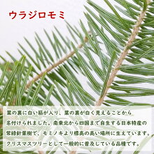ウラジロモミ根巻株クリスマスツリーSサイズ樹高約50〜60cm個体差あります今年は本物のクリスマスツリーを！※鉢はついていませんもみの木モミノキモミの木クリスマス常緑樹針葉樹裏白シンボルツリー生ツリー本物庭木