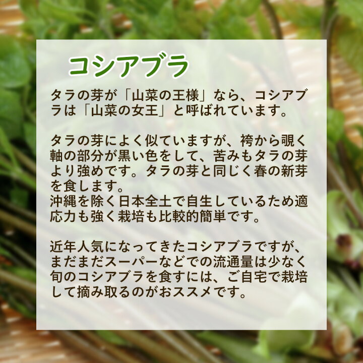 楽天市場】「 コシアブラ 10株 」苗 苗木 9cmポット 樹高約40cm コシアブラ 漉油 しらきの芽 山菜 山菜の女王 山菜苗 野菜 野菜苗 栽培  : 富士園芸楽天市場店