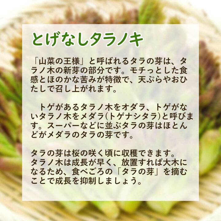 楽天市場 タラノキ とげなしタラノキ 5株 苗 苗木9cmポット タラノ木 タラの木 タラの芽 タラノメ メダラ トゲナシタラ 山菜 山菜の王様 山菜苗 野菜苗 栽培 富士園芸楽天市場店 楽天市場 タラノキ とげなしタラノキ 5株 苗 苗木9cmポット タラノ木 タラの木 タラの芽 タラノメ メダラ トゲナシタラ 山菜 山菜の王様 山菜苗 野菜苗 栽培 富士園芸楽天市場店