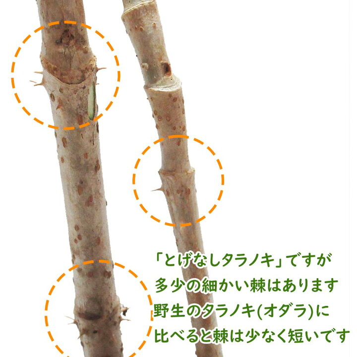 楽天市場 タラノキ とげなしタラノキ ５株 苗 苗木9cmポット タラノ木 タラの木 タラの芽 タラノメ メダラ トゲナシタラ 山菜 山菜の王様 山菜苗 野菜苗 栽培 富士園芸楽天市場店