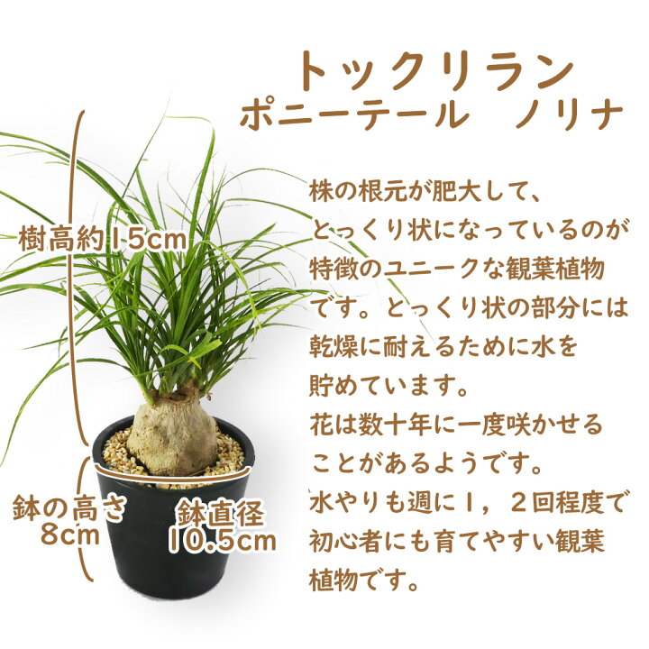 楽天市場 観葉植物 トックリラン 10 5cm鉢 ノリナ ポニーテール 多肉 多肉植物 塊根 塊根植物 コーデックス おしゃれ インテリア プレゼント ギフト 富士園芸楽天市場店