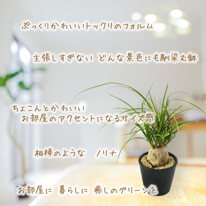楽天市場 観葉植物 トックリラン 10 5cm鉢 ノリナ ポニーテール 多肉 多肉植物 塊根 塊根植物 コーデックス おしゃれ インテリア プレゼント ギフト 富士園芸楽天市場店