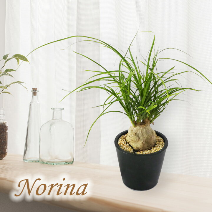 楽天市場 観葉植物 トックリラン 10 5cm鉢 ノリナ ポニーテール 多肉 多肉植物 塊根 塊根植物 コーデックス おしゃれ インテリア プレゼント ギフト 富士園芸楽天市場店