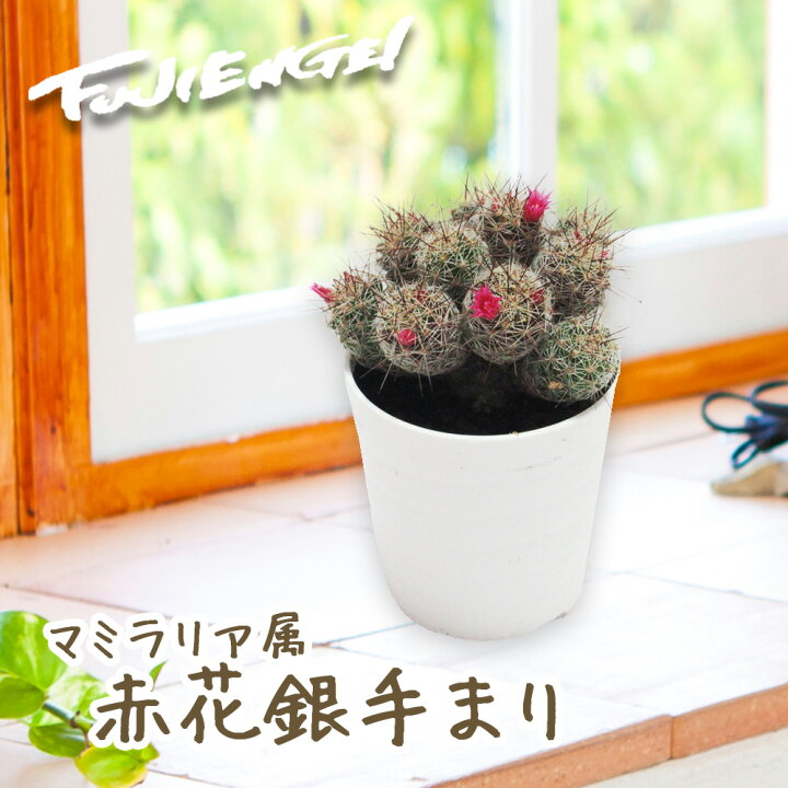楽天市場 サボテン マミラリア属 赤花銀手毬 7 5cmポット 多肉 観葉植物 寄せ植えに ミニサボテンアソート 富士園芸楽天市場店