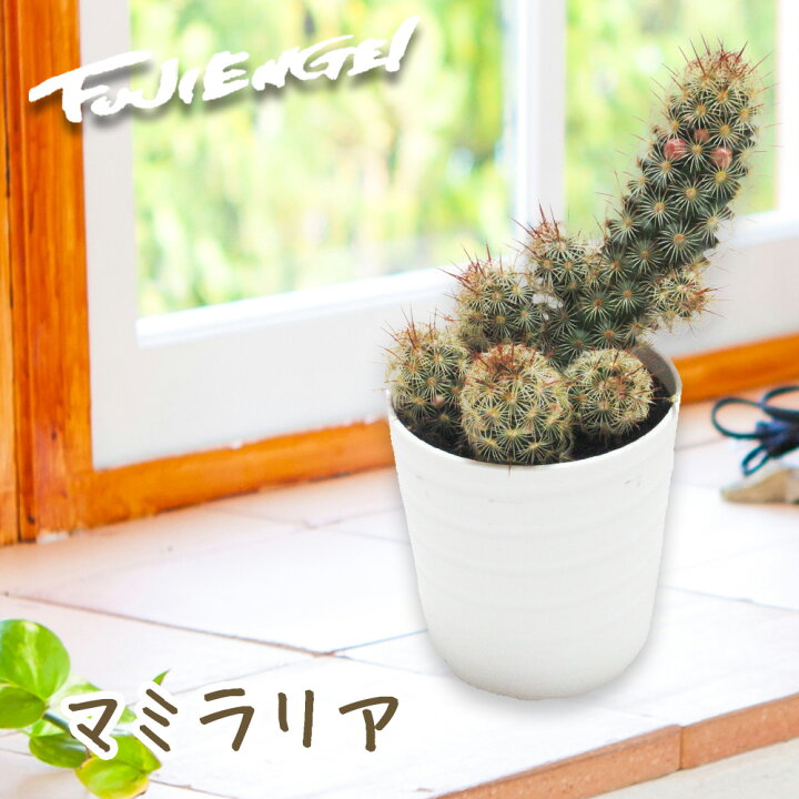 サボテン マミラリア属 ブカレン 3 5号鉢 径約6cm 正規品 3 5号鉢