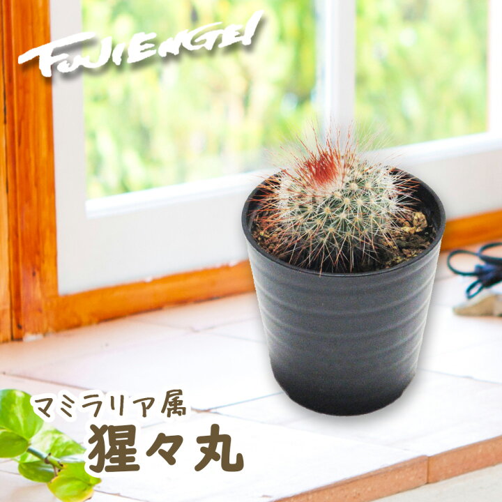 楽天市場 サボテン マミラリア科フェロカクタス 猩々丸 しょうじょうまる ２号鉢 6cmサイズ 多肉 多肉植物 観葉植物 寄せ植え インテリア プレゼント ギフト カクタス Cactus 富士園芸楽天市場店