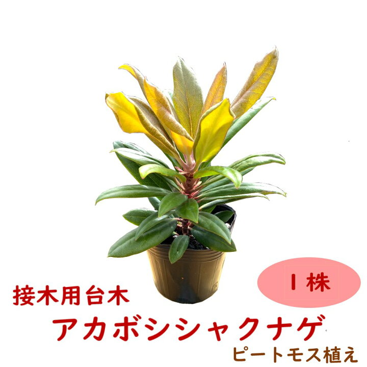 楽天市場 赤星シャクナゲ アカボシシャクナゲ 台木用 1本 ピートモス植え 実生株 9cmポット 樹高約10cm 苗 苗木 生垣 生け垣 庭木 植木 常緑 記念樹 富士園芸楽天市場店 楽天市場 赤星シャクナゲ アカボシシャクナゲ 台木用 1本 ピートモス植え 実生株 9cmポット 樹高約10cm 苗 苗木 生垣 生け垣 庭木 植木 常緑 記念樹 富士園芸楽天市場店