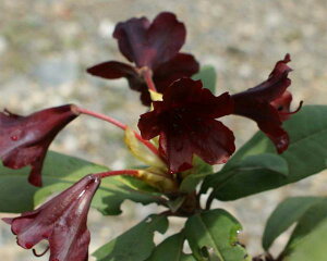 Qt VNiQ R07-015wCsx10-15cm@ڂ1Nځ@i摜̓C[Wł̂Ŏ悤Ȋ肢܂ c c _ _  A A   LO V{