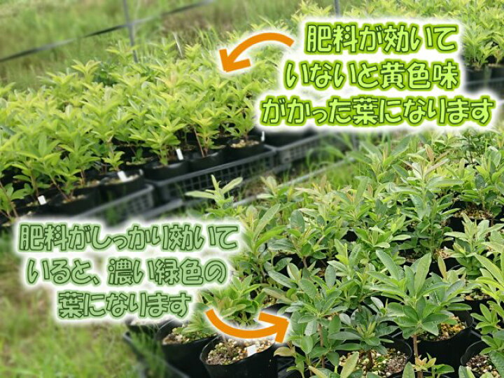 楽天市場 なるこ有機入り3号 5 5 5 有機質を贅沢に配合 ツツジ シャクナゲに相性抜群 約2kg 富士園芸楽天市場店 楽天市場 なるこ有機入り3号 5 5 5 有機質を贅沢に配合 ツツジ シャクナゲに相性抜群 約2kg 富士園芸楽天市場店