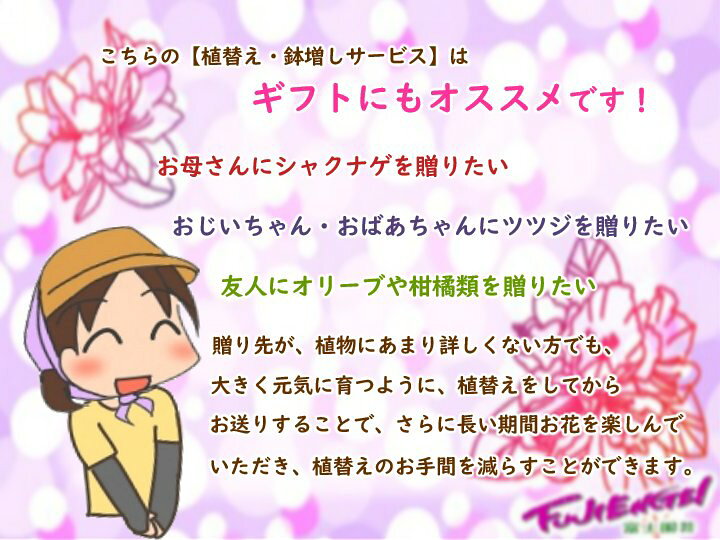 楽天市場 植替え 鉢増しサービス 当店のツツジ シャクナゲを1寸上のポットへ植え替えいたします 富士園芸楽天市場店 楽天市場 植替え 鉢増しサービス 当店のツツジ シャクナゲを1寸上のポットへ植え替えいたします 富士園芸楽天市場店