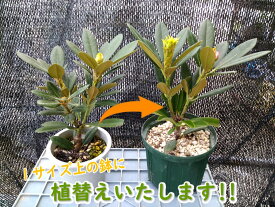 楽天市場 ツツジ 植え替えの通販