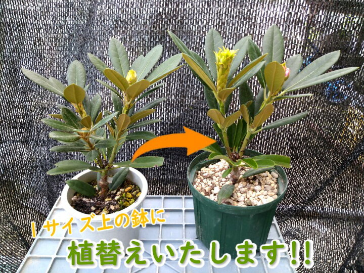 楽天市場 植替え 鉢増しサービス 当店のツツジ シャクナゲを１寸上のポットへ植え替えいたします 富士園芸楽天市場店