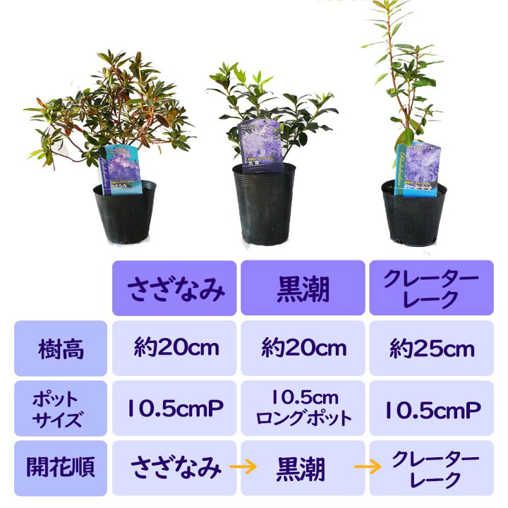 楽天市場 ブルー系ミニシャクナゲ 人気３品種セット クレーターレーク さざなみ 黒潮 ブルー ツツジ ミニツツジ ブルーツツジ シャクナゲ 苗 苗木 庭木 植木 鉢花 富士園芸楽天市場店