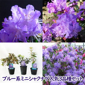 楽天市場 シャクナゲ 開花時期秋 花 ガーデン Diy の通販