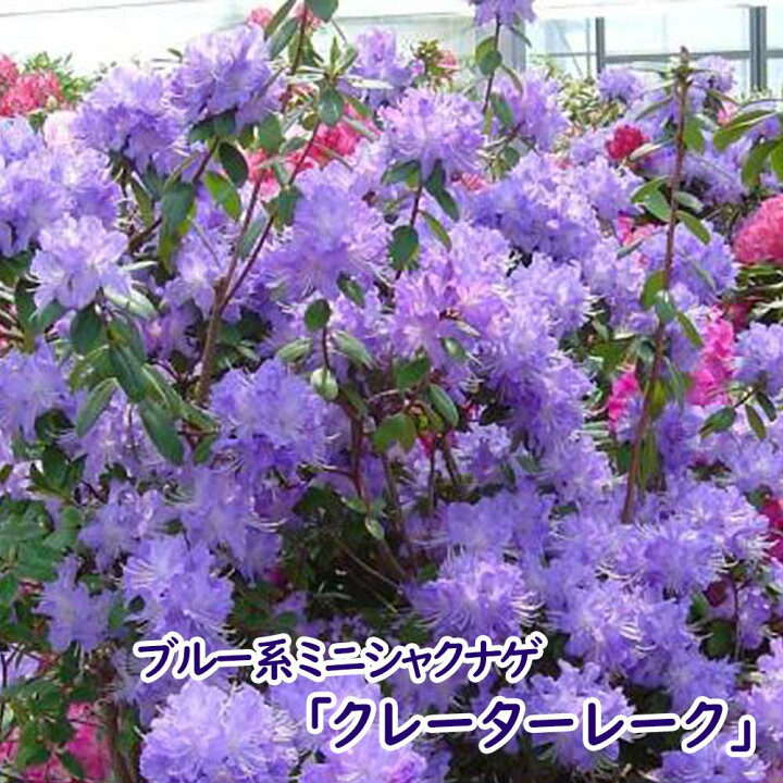楽天市場 ブルー系ミニシャクナゲ 人気３品種セット クレーターレーク さざなみ 黒潮 ブルー ツツジ ミニツツジ ブルーツツジ シャクナゲ 苗 苗木 庭木 植木 鉢花 富士園芸楽天市場店
