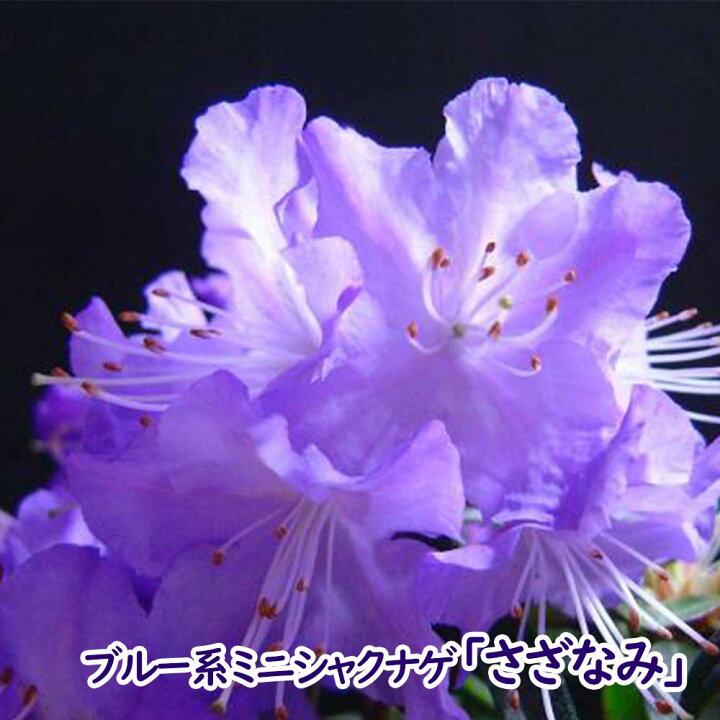 楽天市場 ブルー系ミニシャクナゲ さざなみ 10 5cmポット 苗 苗木 ブルー ツツジ ミニツツジ ブルーツツジ シャクナゲ 苗 苗木 庭木 植木 鉢花 あす楽 土日出荷 富士園芸楽天市場店 楽天市場 ブルー系ミニシャクナゲ さざなみ 10 5cmポット 苗 苗木 ブルー ツツジ ミニツツジ ブルーツツジ シャクナゲ 苗 苗木 庭木 植木 鉢花 あす楽 土日出荷 富士園芸楽天市場店