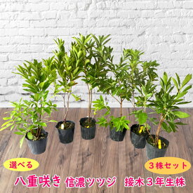 楽天市場 挿し木 セットの通販