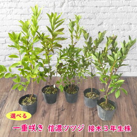 楽天市場 ツツジ 挿し木の通販 楽天市場 ツツジ 挿し木の通販
