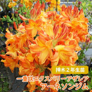 d炫 GNXo[AUA c c؁u A[l\W v}2N 13.5cm|bg GNXo[ AUA MZccW VimccW UP  A LO V{c[ t 
