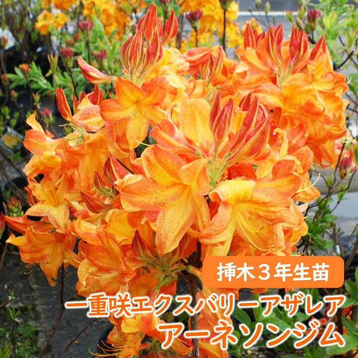 楽天市場 蕾付き 22年開花株 一重咲き エクスバリーアザレア 苗 苗木 アーネソンジム 挿木３年生株 15cmポット エクスバリー アザレア 信濃ツツジ シナノツツジ 躑躅 庭木 植木 記念樹 シンボルツリー 落葉樹 中低木 富士園芸楽天市場店