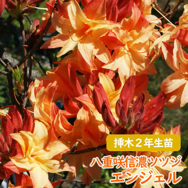 楽天市場 蕾付き 希少種 八重咲き 信濃 ツツジ 苗 苗木 エンジェル 挿木２年生株 13 5cmポット 樹高約30cm 信濃ツツジ シナノツツジ 信濃躑躅 躑躅 エクスバリーアザレア 庭木 植木 記念樹 シンボルツリー 落葉樹 中低木 富士園芸楽天市場店