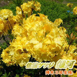 y Qt@͂ z󏭎 F d炫 MZ ccW c c؁u  (  ) v}3N 15cm|bg 30cm MZccW VimccW MZUP UP GNXo[AUA 