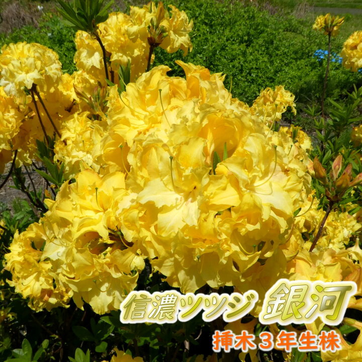 楽天市場 蕾付き 希少種 黄色八重咲き信濃 ツツジ 苗 苗木 シナノ ツツジ 銀河 挿し３年生株 13 5cmポット 樹高約30cm しなの つつじ エクスバリーアザレア シンボルツリー 庭木 植木 生垣 記念樹 敬老の日 富士園芸楽天市場店